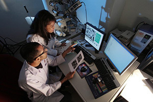 Scientists In Laboratory